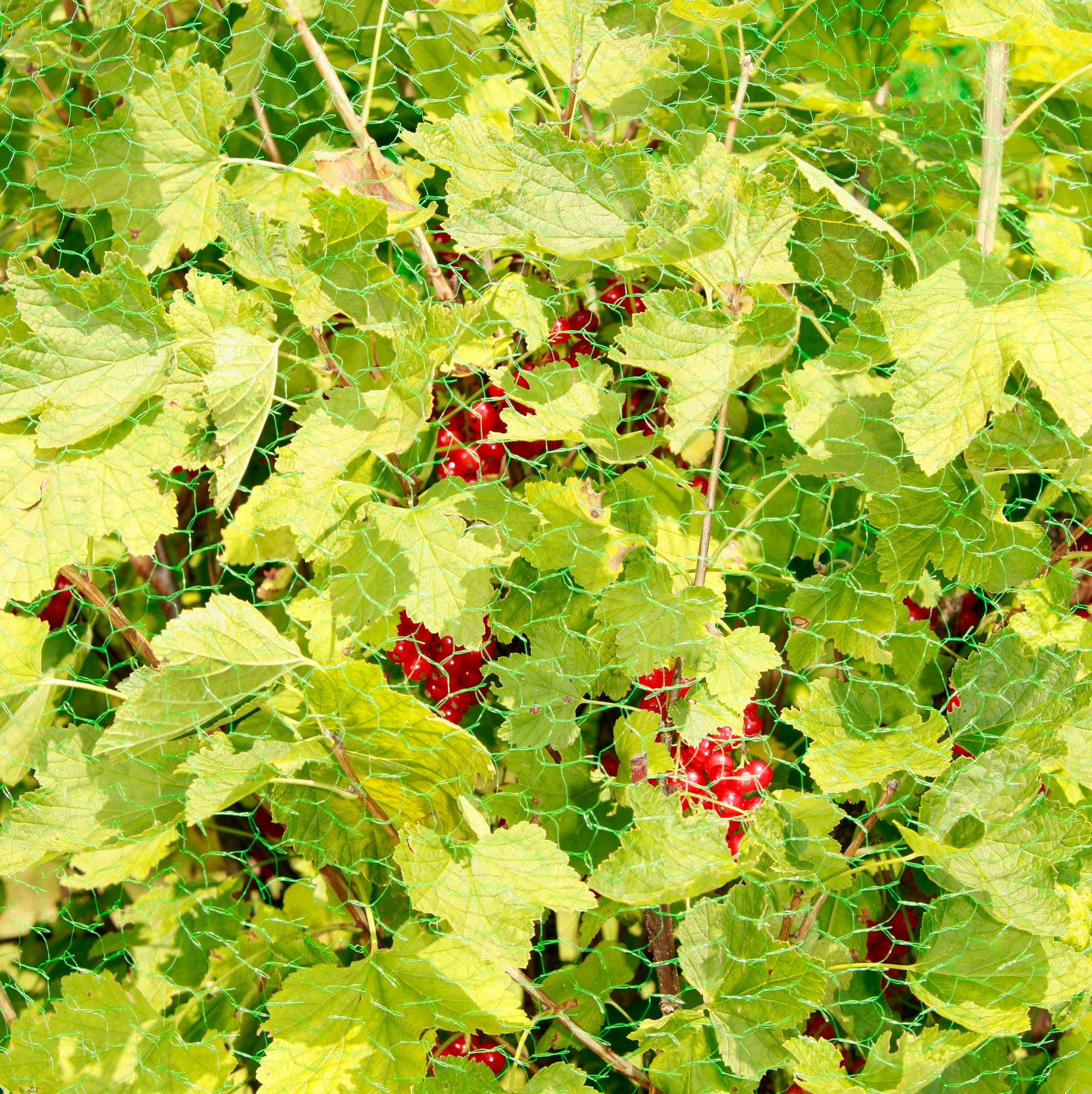 Windhager Schutznetz »für Obstbäume und Sträucher, Vogelschutz-Netz Rational« Maschenweite 15 mm, erhältlich in unterschiedlichen Größen