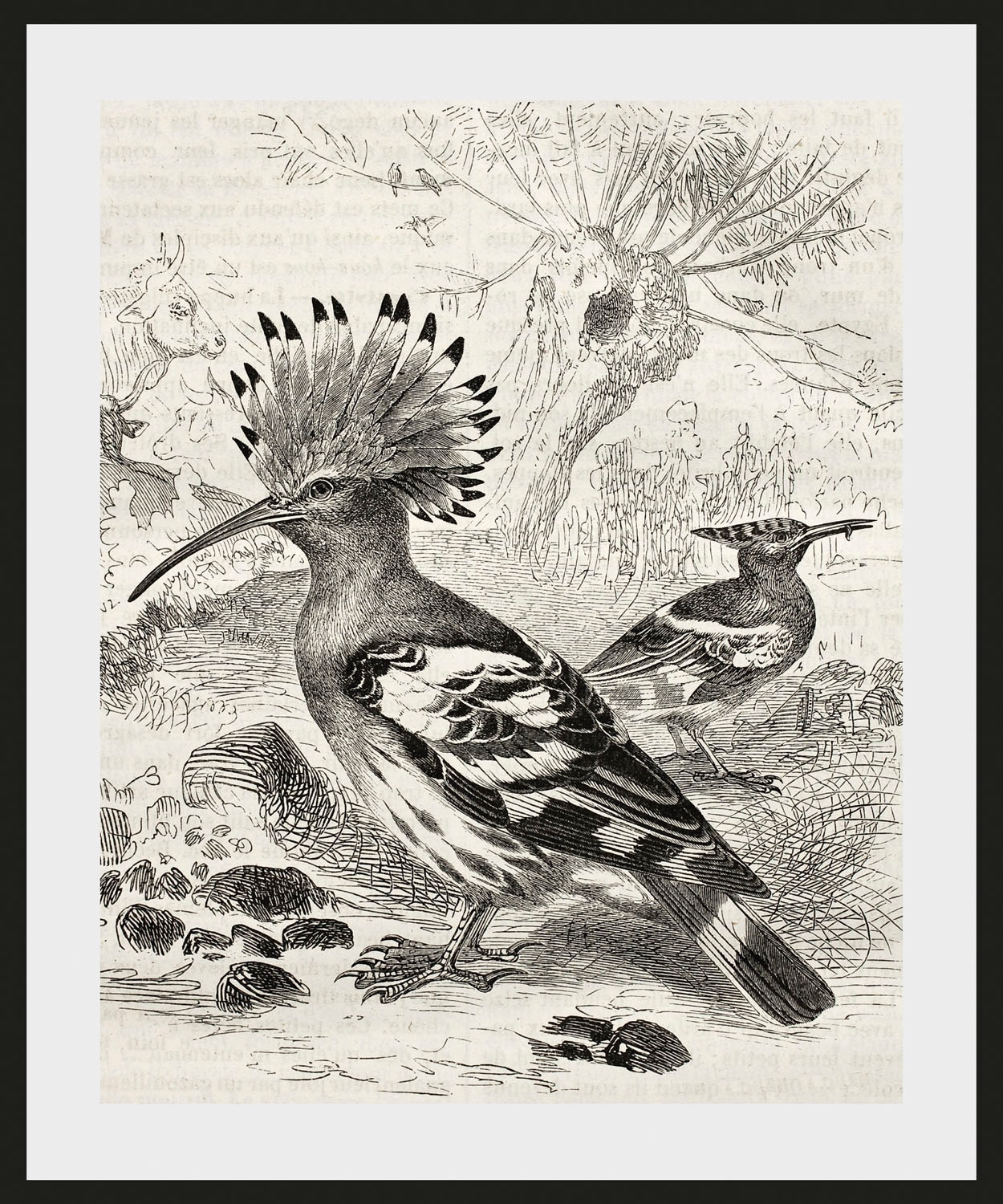 queence Bild »Ferdinand« Kunst | Vogelbilder | Vögel | historische Ereignisse 1 Stk. tlg. HD Premium Poster-Druck inkl. Holzrahmen