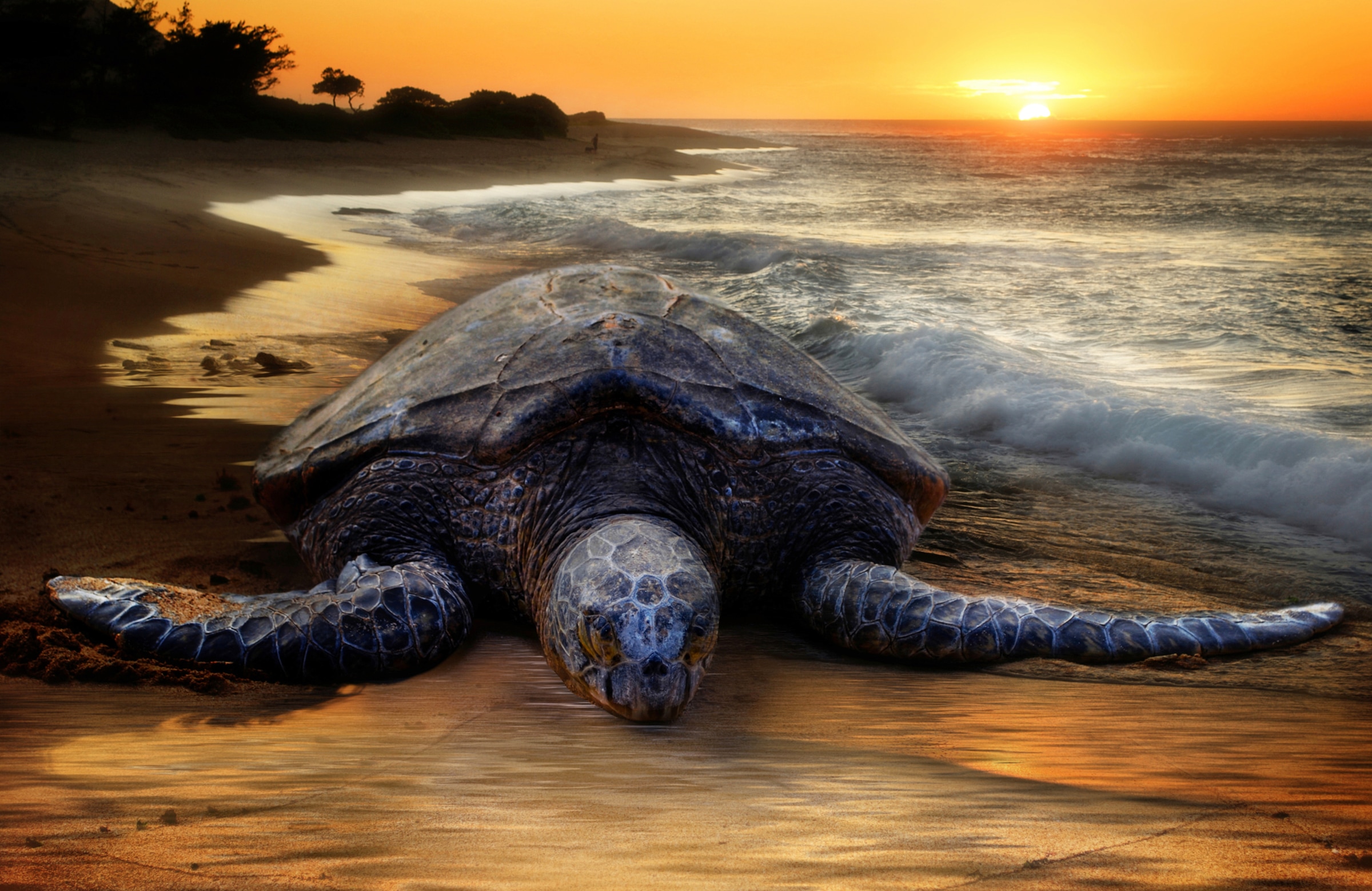 Papermoon Fototapete »STRAND-SCHILDKRÖTE SONNENUNTERGANG MEER TIERE FISCHE«