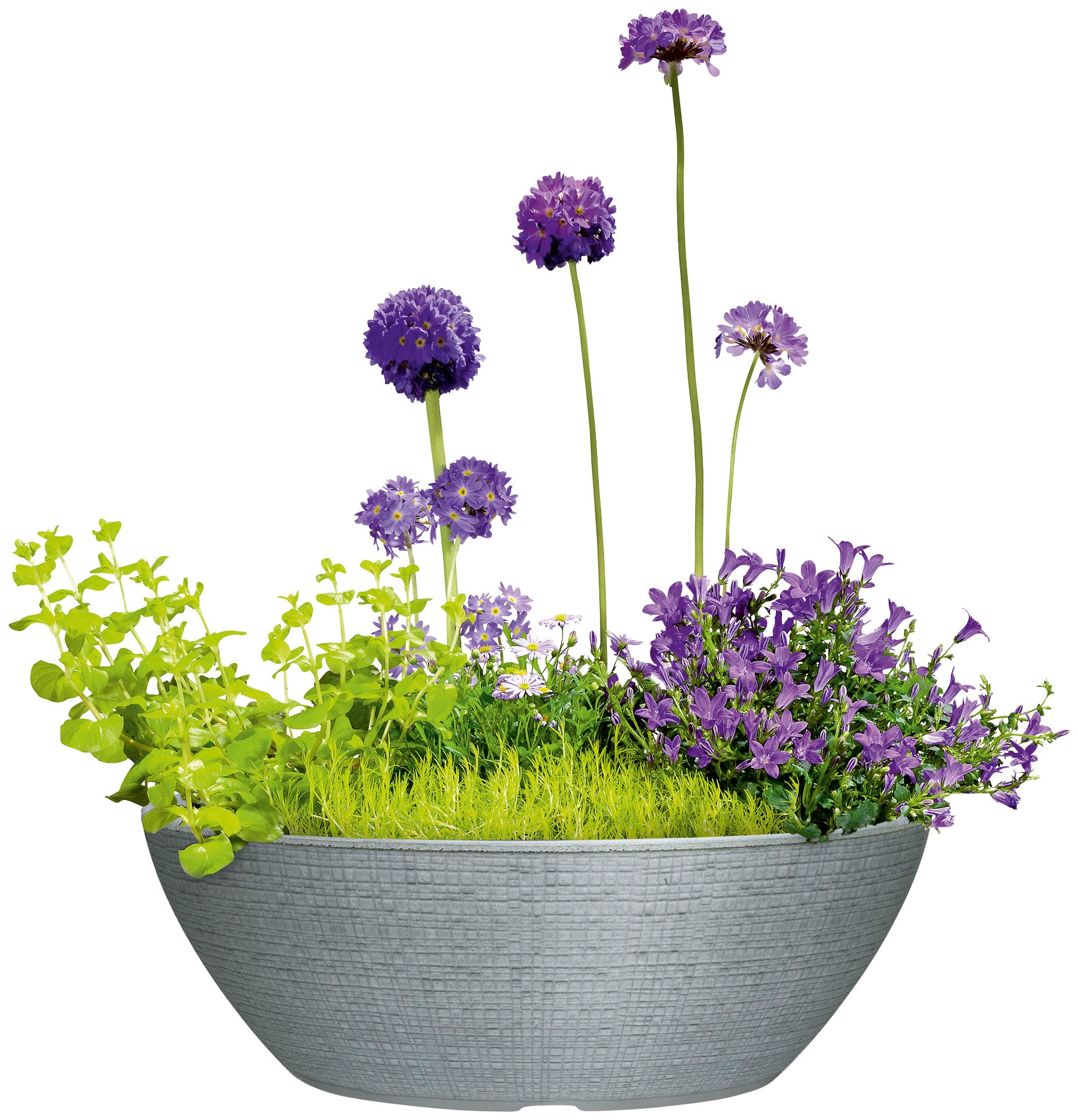 Scheurich Blumentopf "60/298 BARCEO JARDINIERE" günstig online kaufen