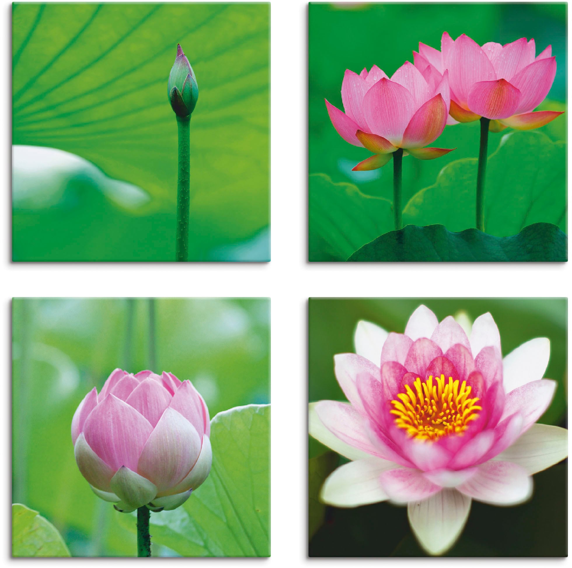 Artland Leinwandbild "Lotusblumen Motive", Blumen, (4 St.), 4er Set, verschiedene Größen