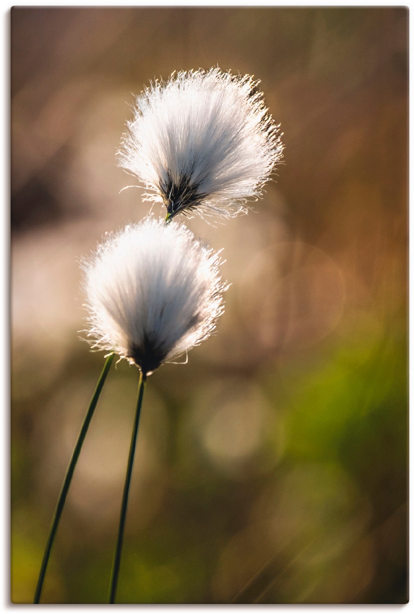 Artland Wandbild "Wollgras I" Gräser 1 Stk. tlg. auf Holzrahmen gespannt günstig online kaufen