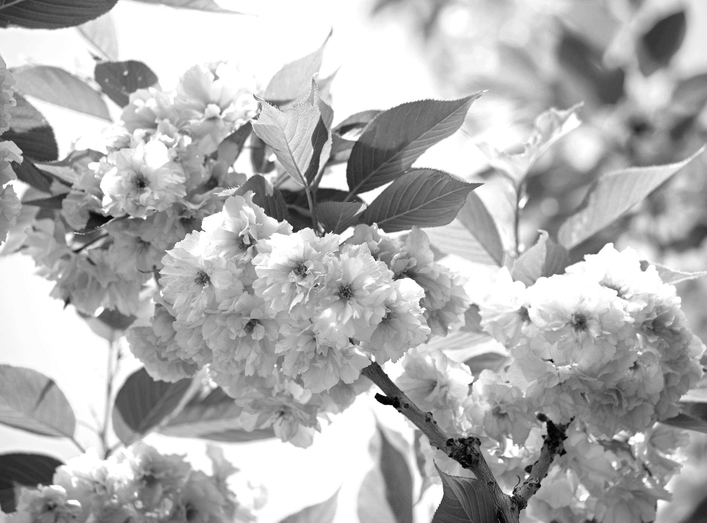Fototapete »Blumen Schwarz & Weiß«