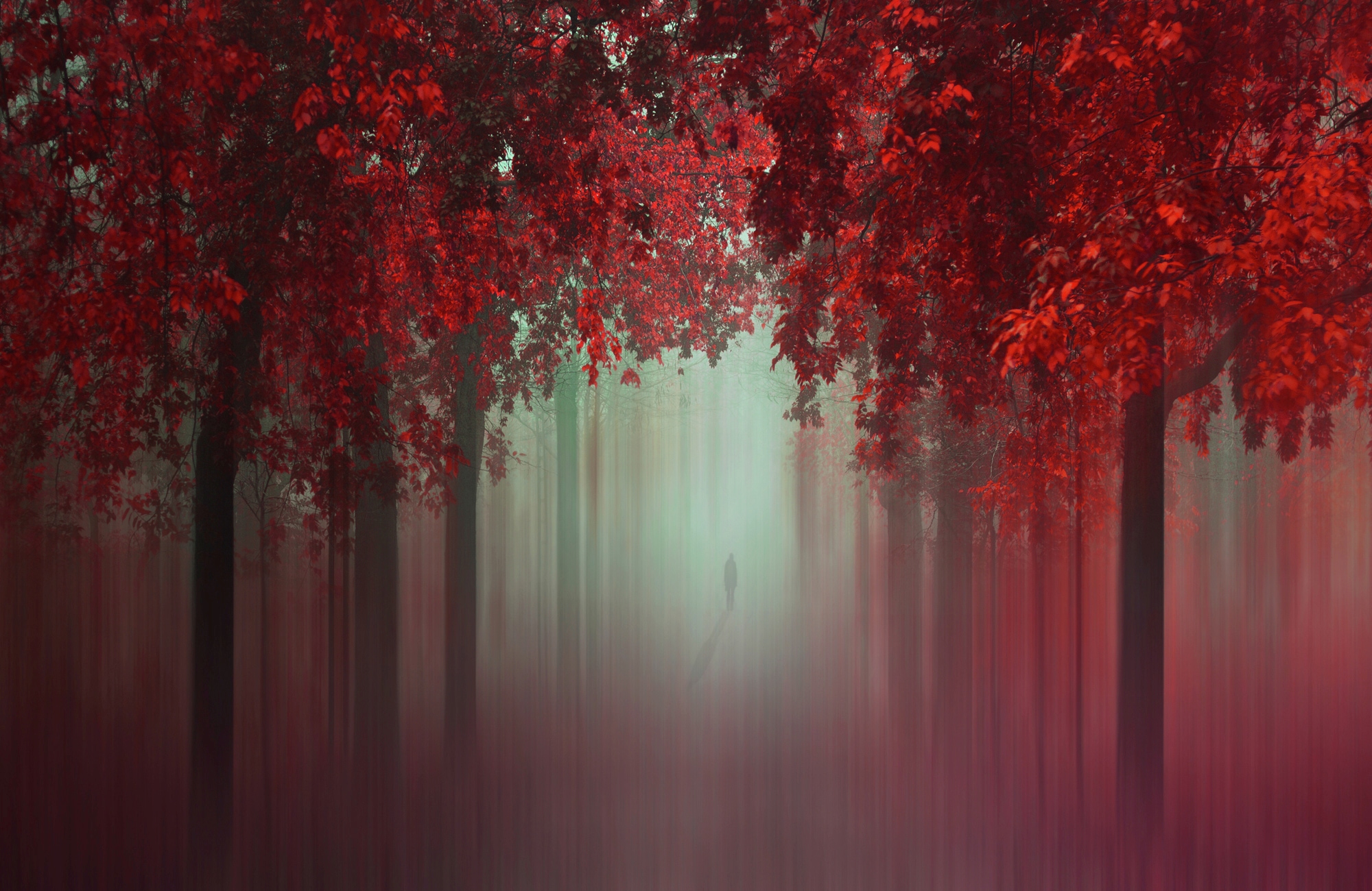 Papermoon Fototapete "Photo-Art ILDIKO NEER, AUS DER LIEBE WALD IN ROT"
