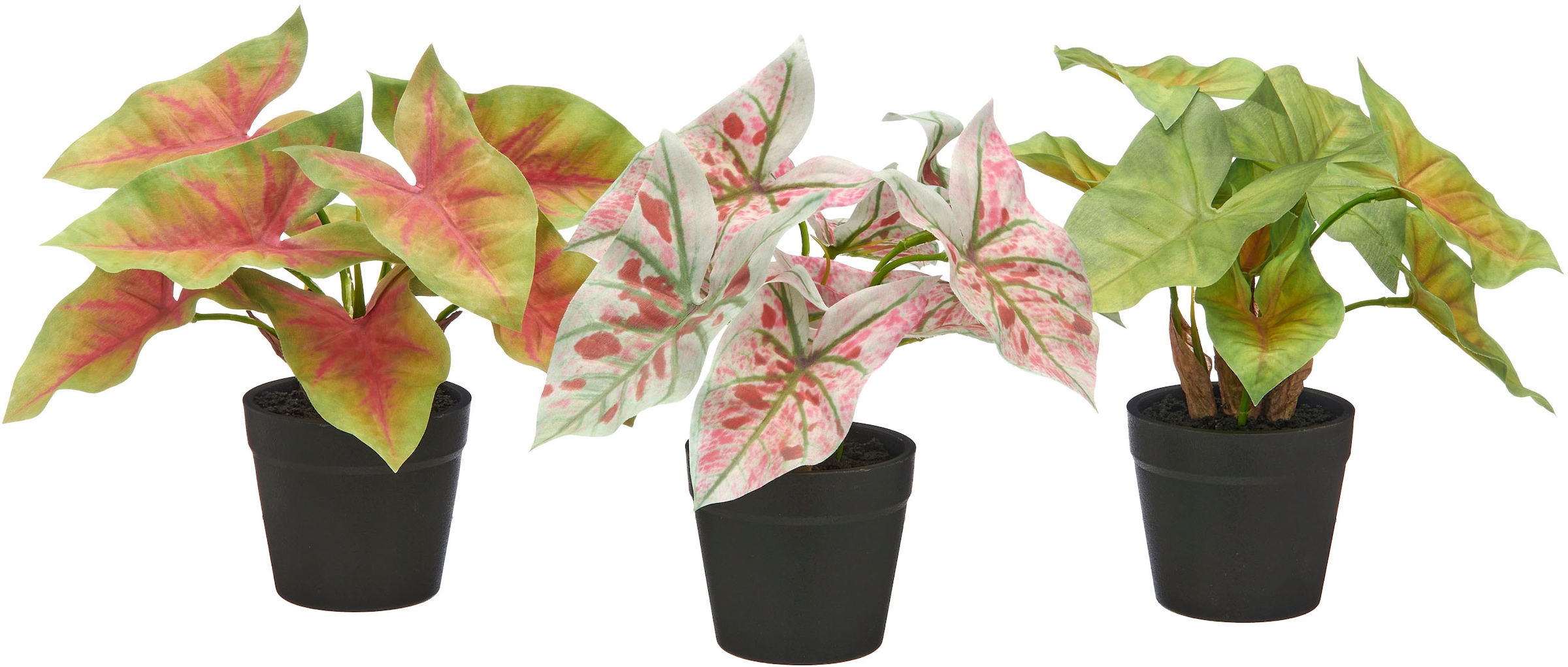 Creativ green Künstliche Zimmerpflanze "Blattpflanzen Mini", mit schönen Bl günstig online kaufen
