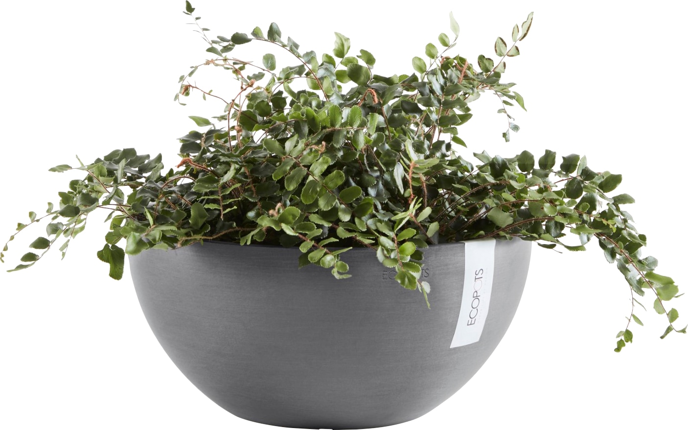 ECOPOTS Blumentopf »BRUSSELS Grey«, BxTxH: 25x25x12 cm