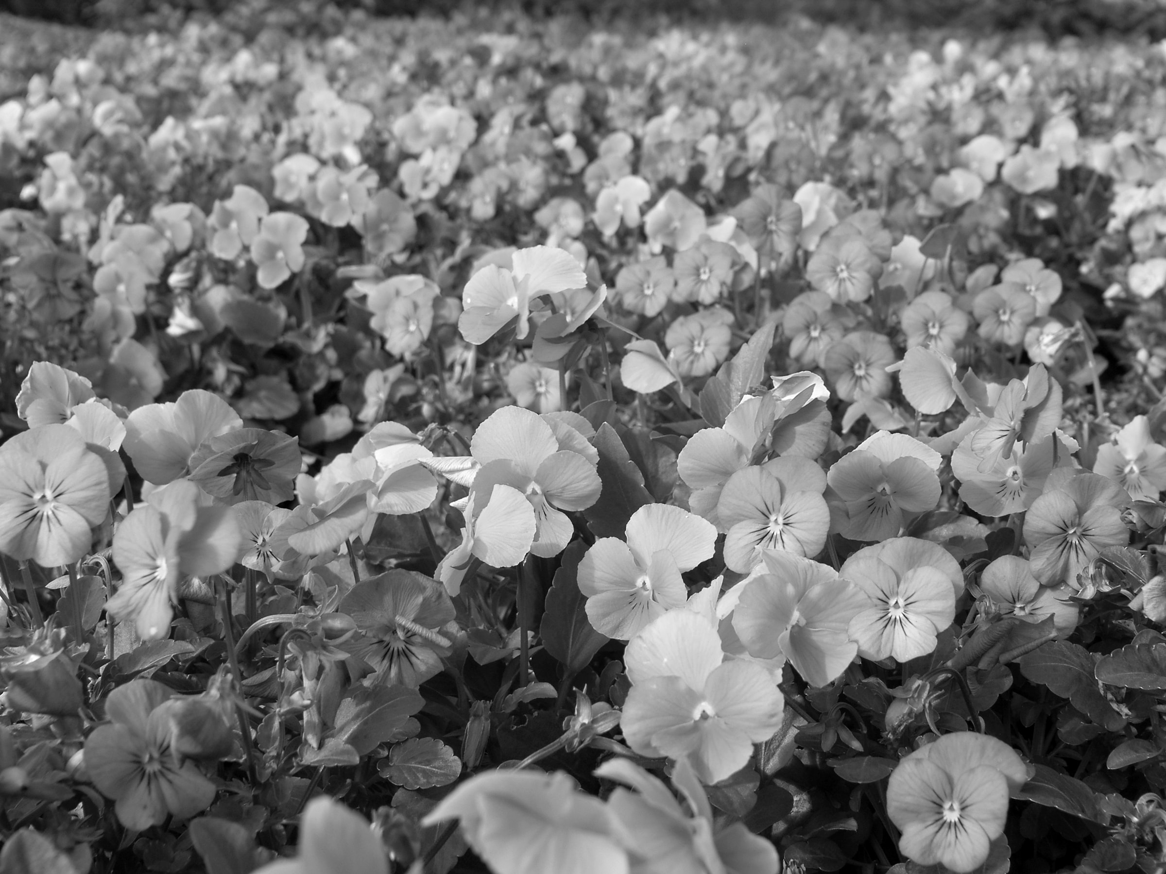 Papermoon Fototapete "Blumen Schwarz & Weiß"