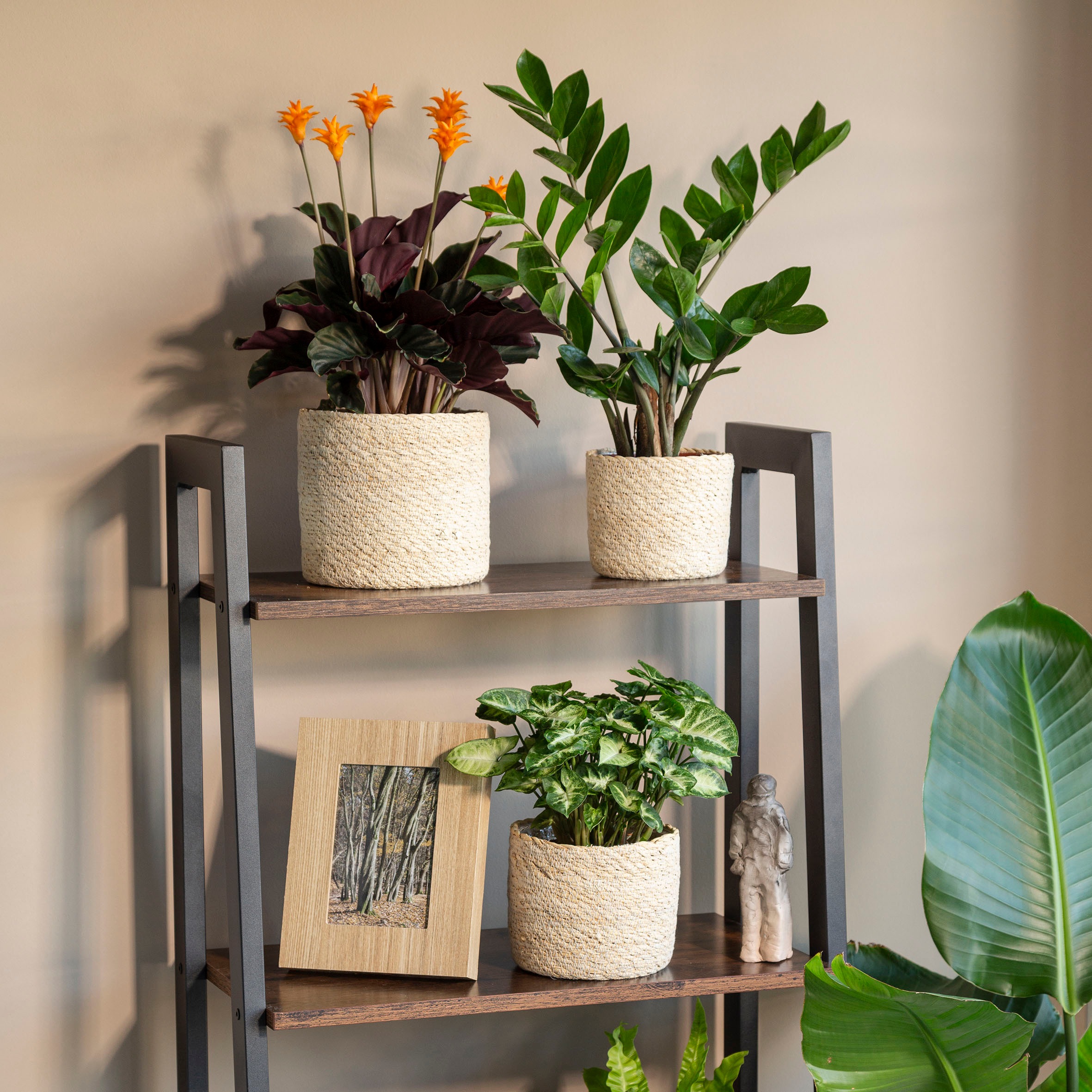 Scheurich Blumentopf »nature 19/508«