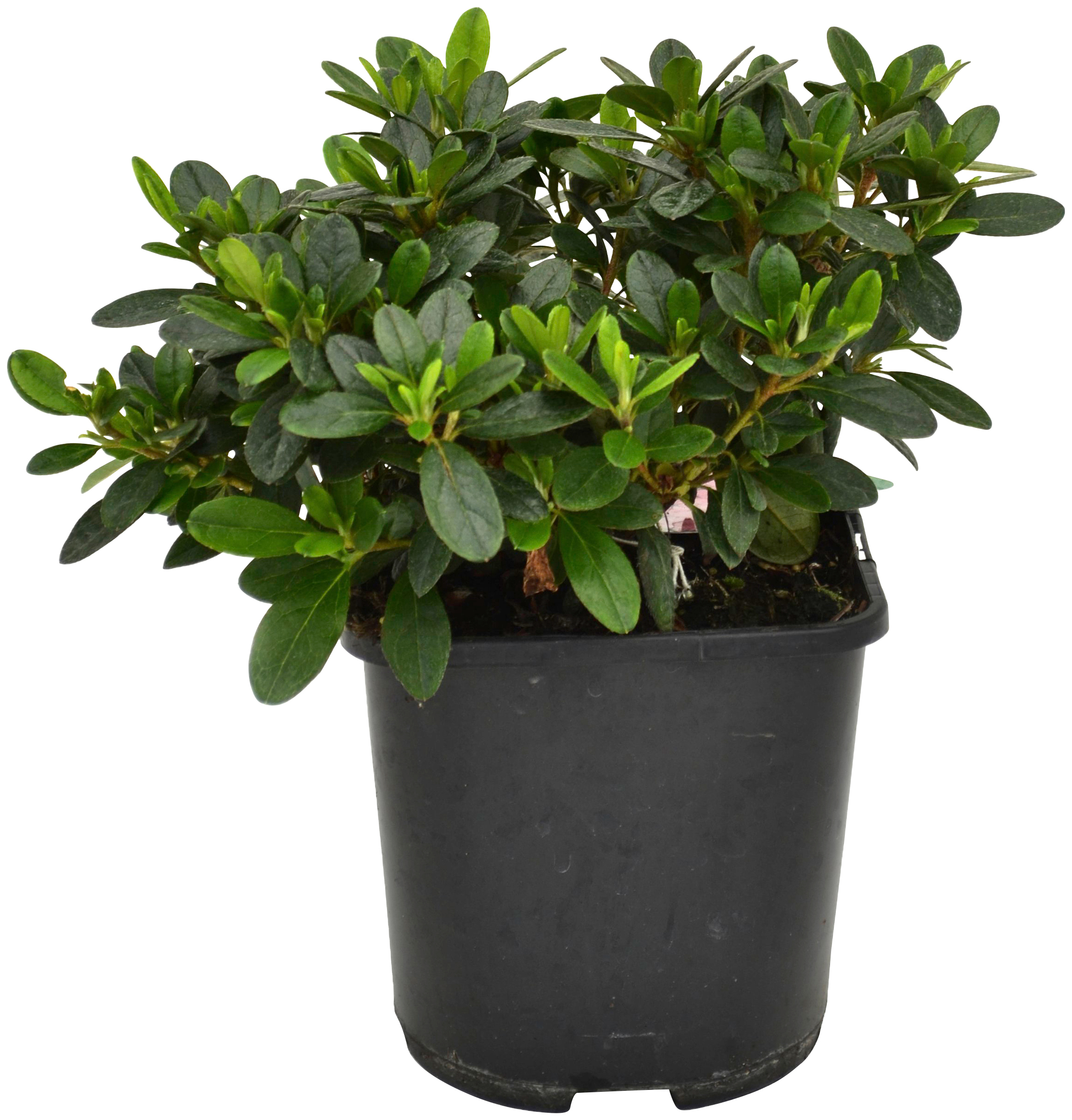 BCM Gehölze »Rhododendron Japanische Azalee 'Melina'«, (1 St.), Höhe: 20-25 cm, 1Pflanze kaufen