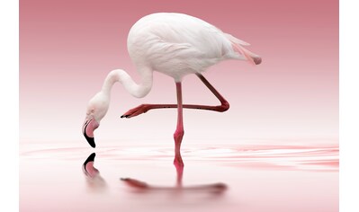 Fototapete »Photo-Art DORIS REINDL, FLAMINGO«