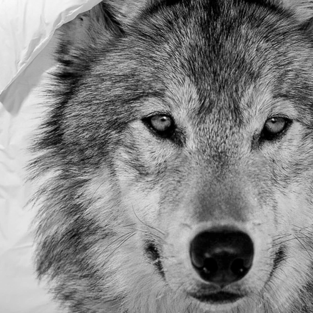 TRAUMSCHLAF Wendebettwäsche »Wolf«, (2 tlg.)