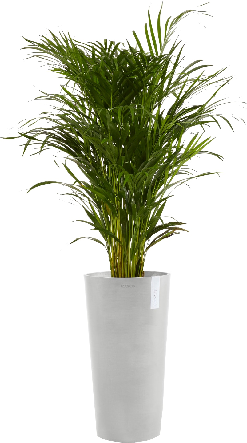 BxTxH: BAUR MID HIGH Blumentopf kaufen | Grey«, 34x34x66 »AMSTERDAM cm White ECOPOTS