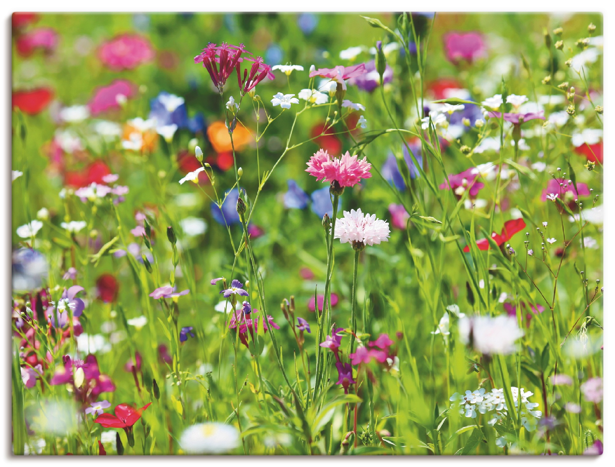 Artland Wandbild "Blumenwiese I", Blumenwiese, (1 St.), als Leinwandbild, P günstig online kaufen