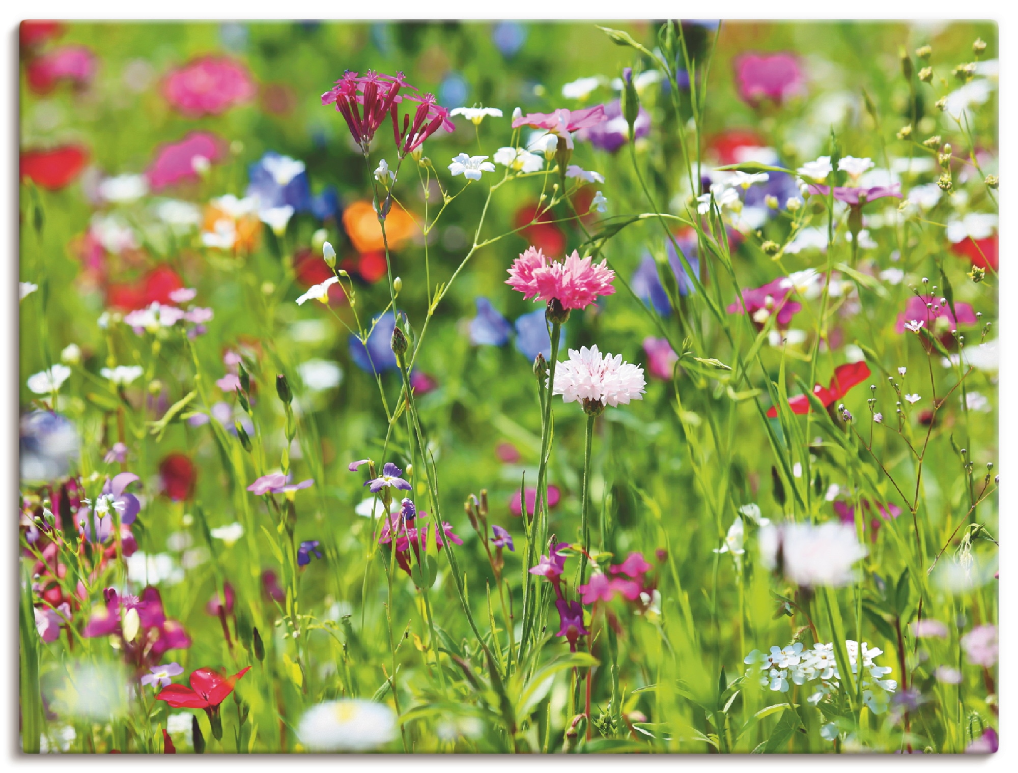 Artland Wandbild "Blumenwiese I" Blumenwiese 1 Stk. tlg. als Leinwandbild, günstig online kaufen