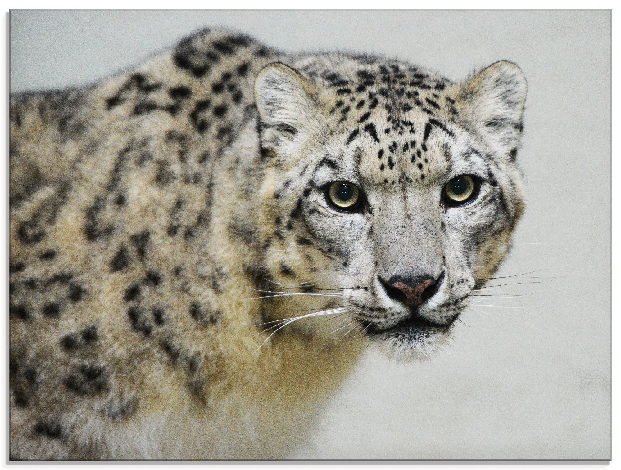 Artland Glasbild "Schneeleopard", Wildtiere, (1 St.), in verschiedenen Größen