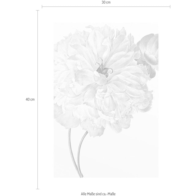 Komar Poster »Illustration Dahlia«, Blumen, (1 St.), Kinderzimmer,  Schlafzimmer, Wohnzimmer | BAUR