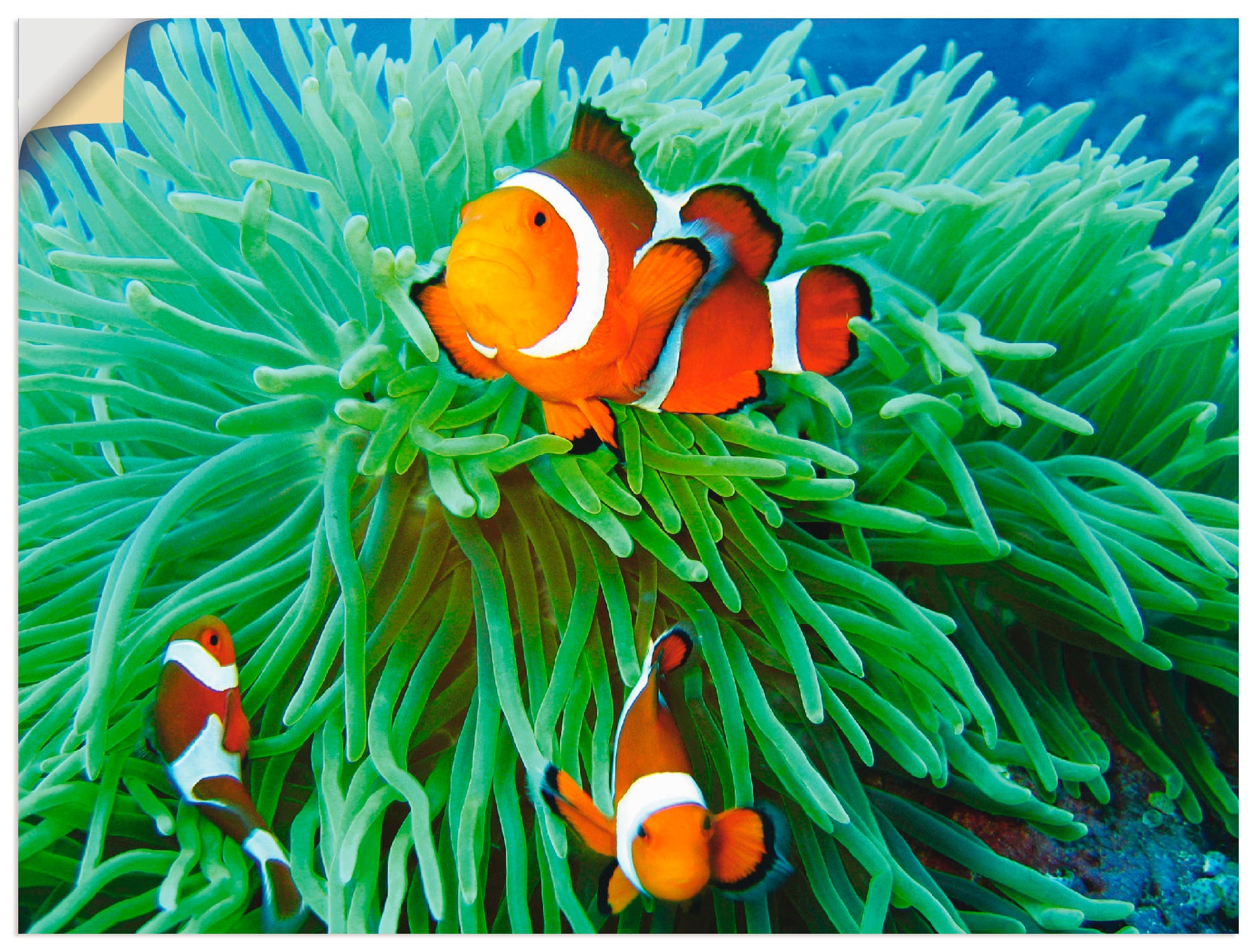 Artland Wandbild "Finde Nemo", Wassertiere, (1 St.), als Poster, Wandaufkle günstig online kaufen