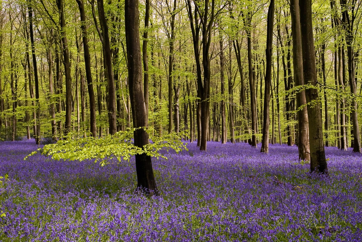 Papermoon Fototapete "Wald mit Blumenwiese"