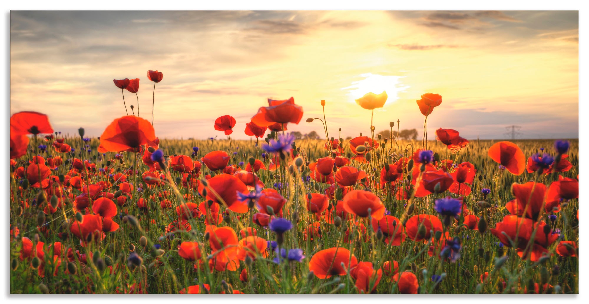 Artland Wandbild "Mohnblumen" Blumen 1 Stk. tlg. als Alubild, Outdoorbild, günstig online kaufen