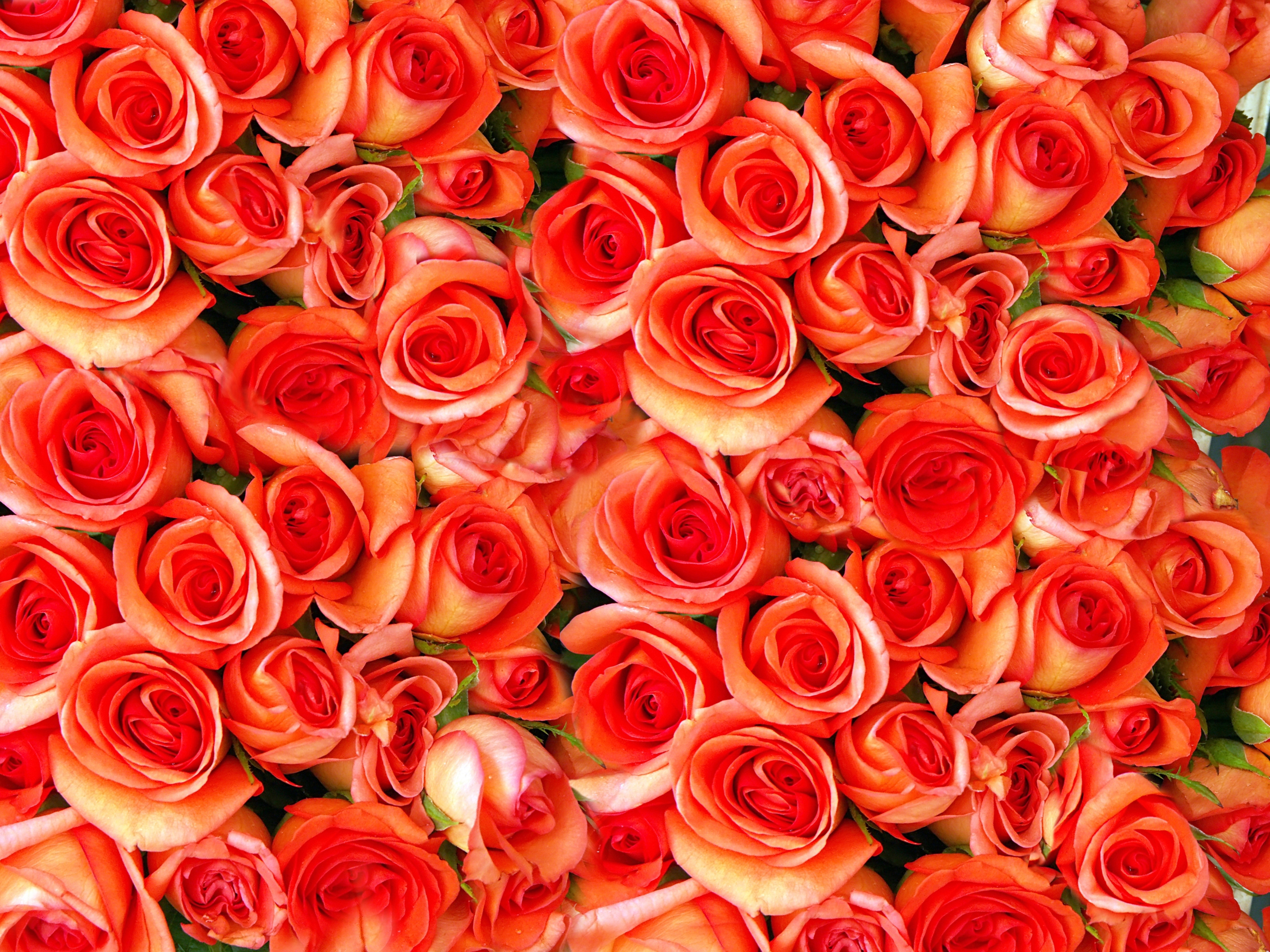 Papermoon Fototapete "Orange Roses" glatt