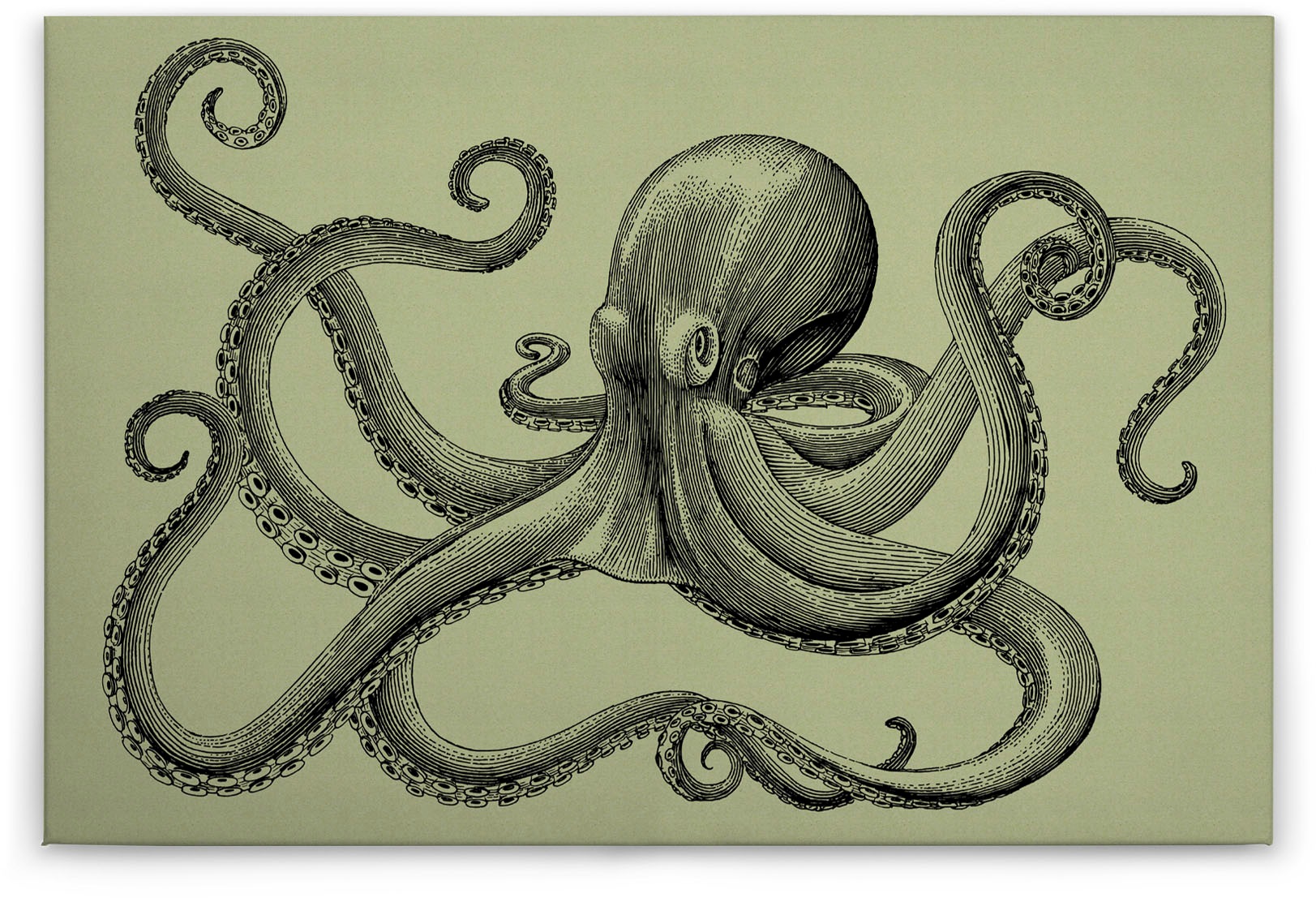 A.S. Création Leinwandbild »jules 3«, Kunst-Tiere-Kinder, (1 St.), Keilrahmen Octopus Krake Grün Schwarz Leinwand-Bild Wohnzimmer modern