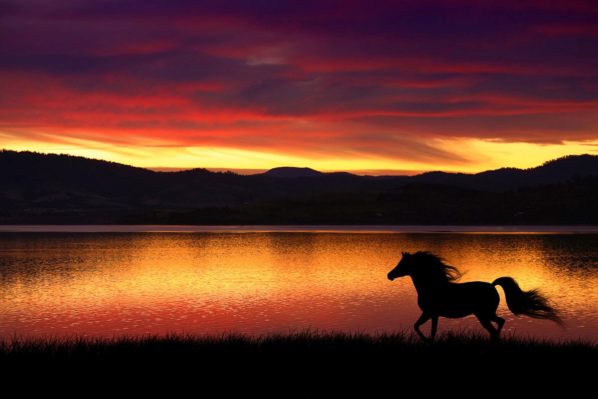 Papermoon Fototapete "Pferd in landschaft"