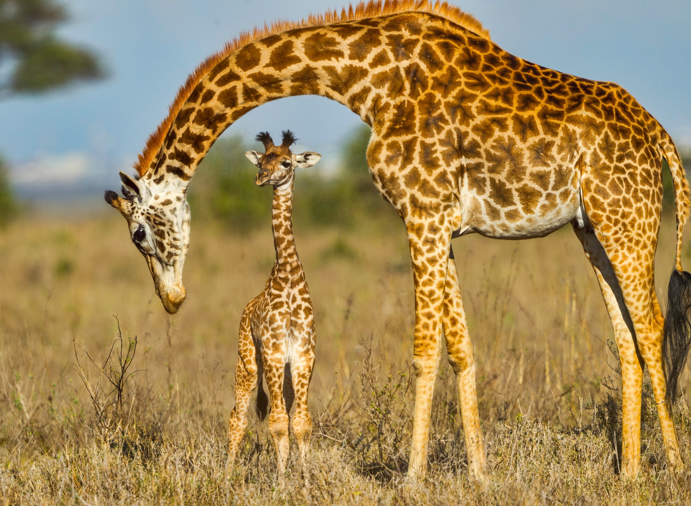 Fototapete »Masai Giraffe Protecting Baby«