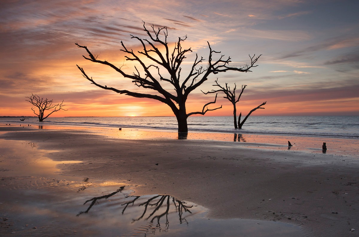 Fototapete »Bäume an Strand«