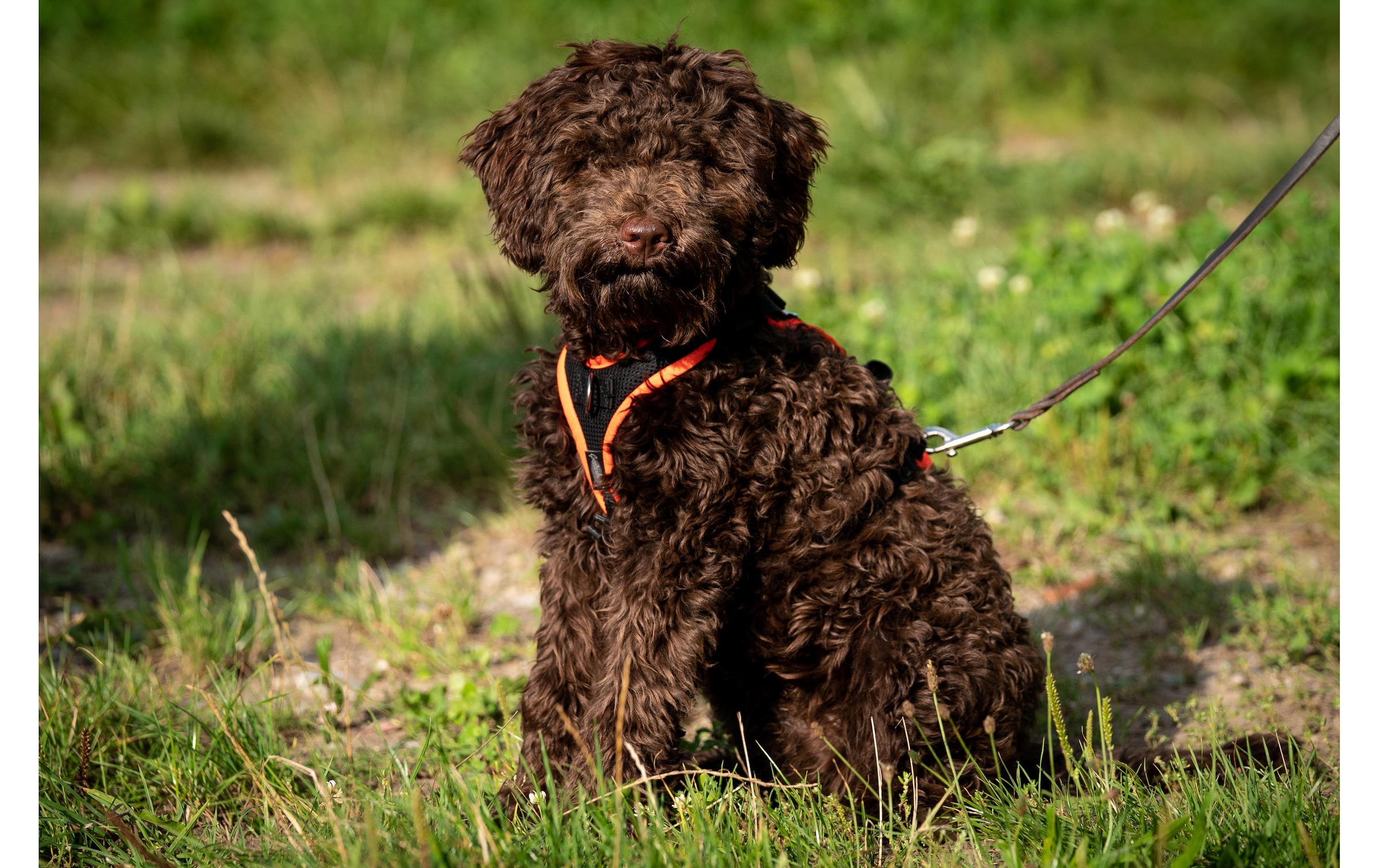   Hunde-Geschirr »Grossenbacher Vary L« Polyester