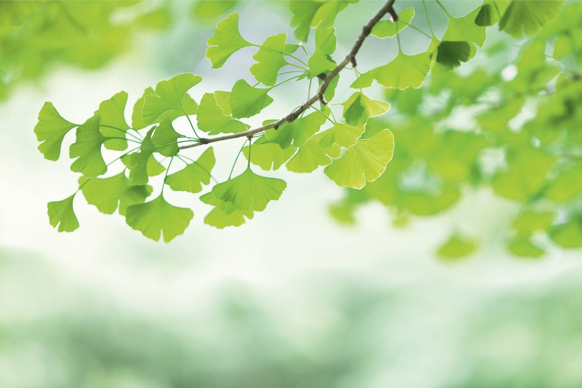 A.S. Création Vliestapete "Fototapete Ginkgo-Blätter in Grün Naturmotiv" matt glatt