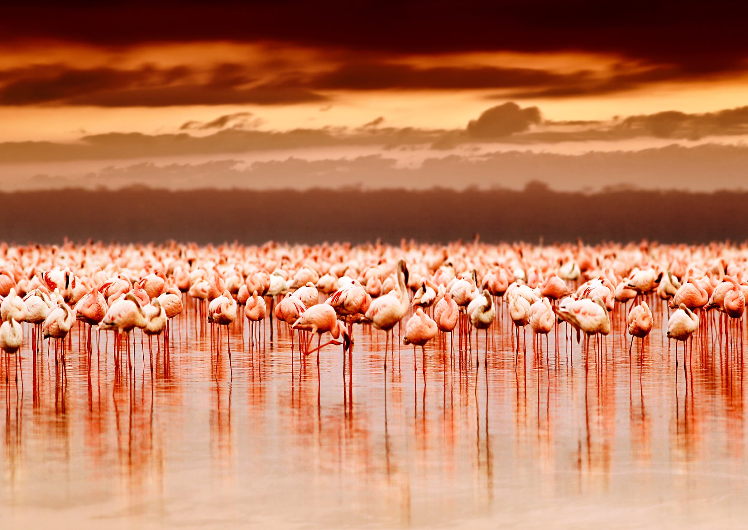 Papermoon Fototapetas »African Flamingos«
