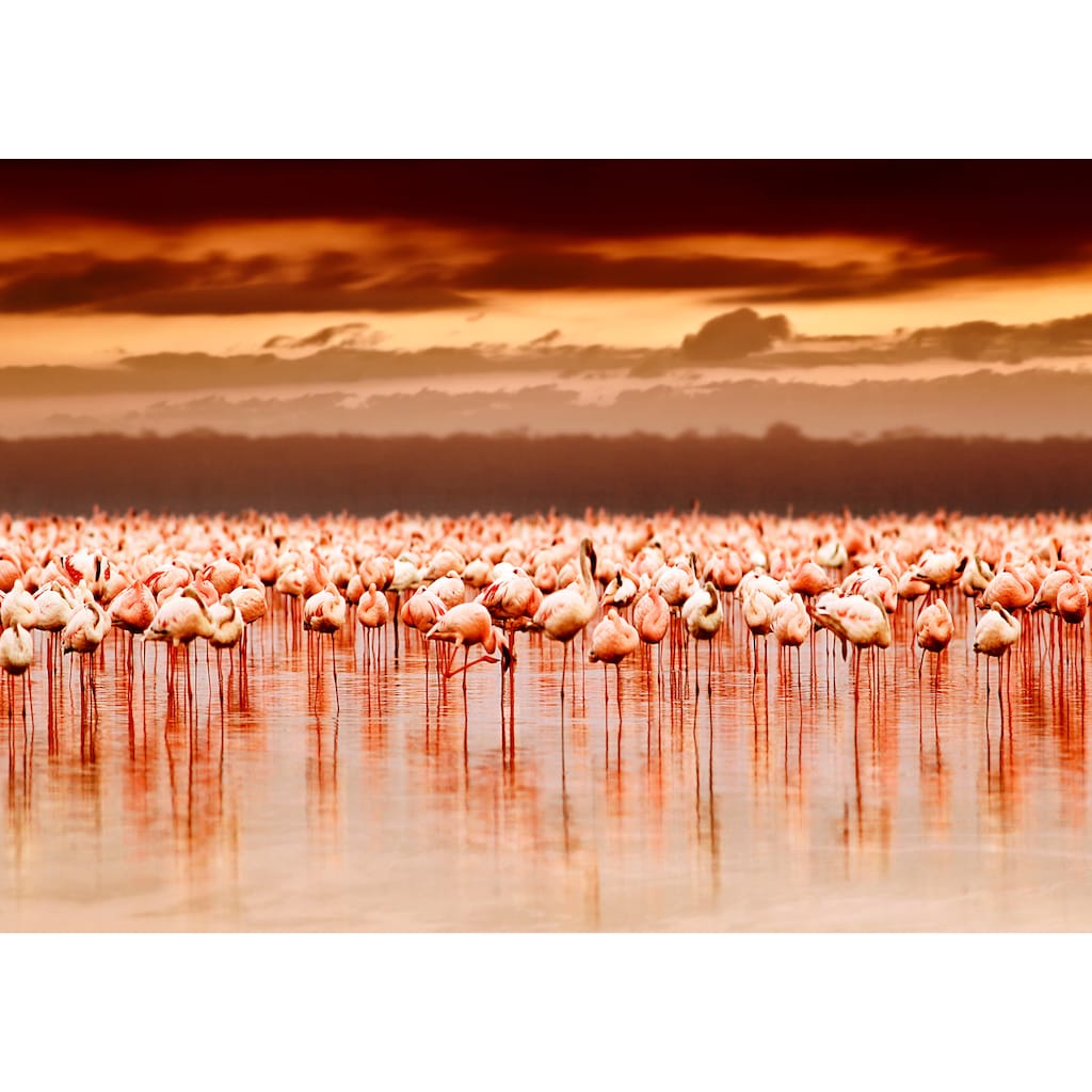 Papermoon Fototapete »African Flamingos«