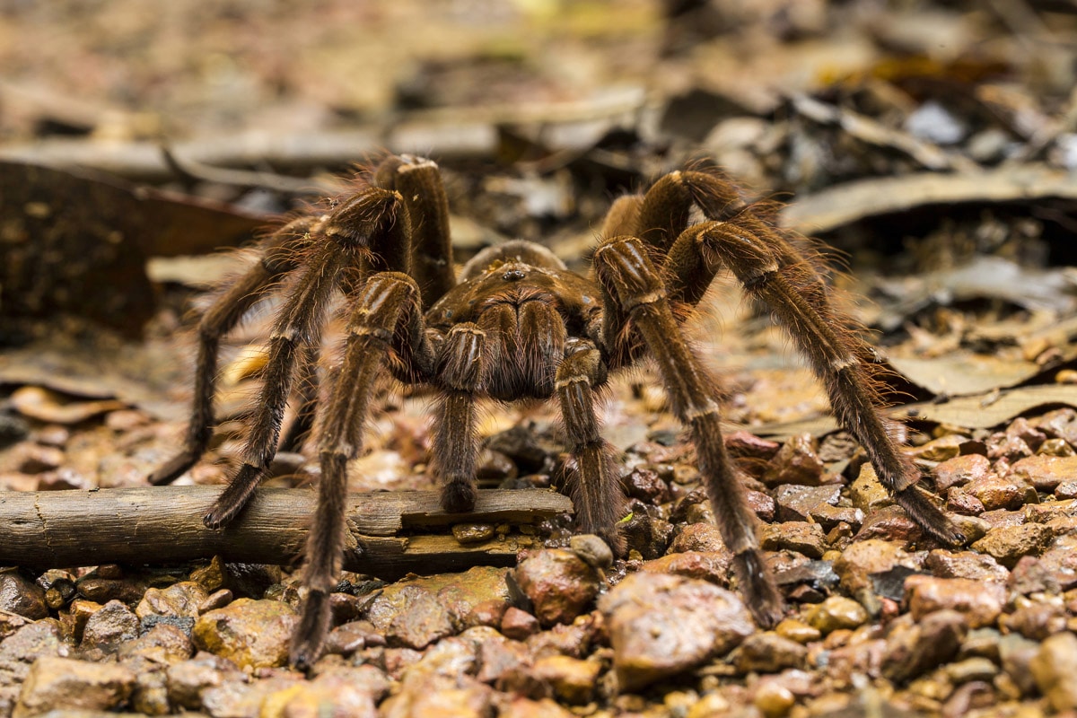 Papermoon Fototapetas »Spinne«