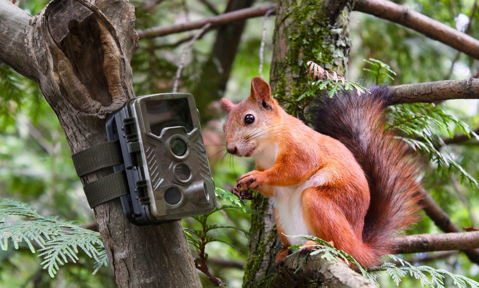Technaxx Überwachungskamera »Nature Wild Cam 8MP TX-125«, Innenbereich-Außenbereich, (1 tlg.)