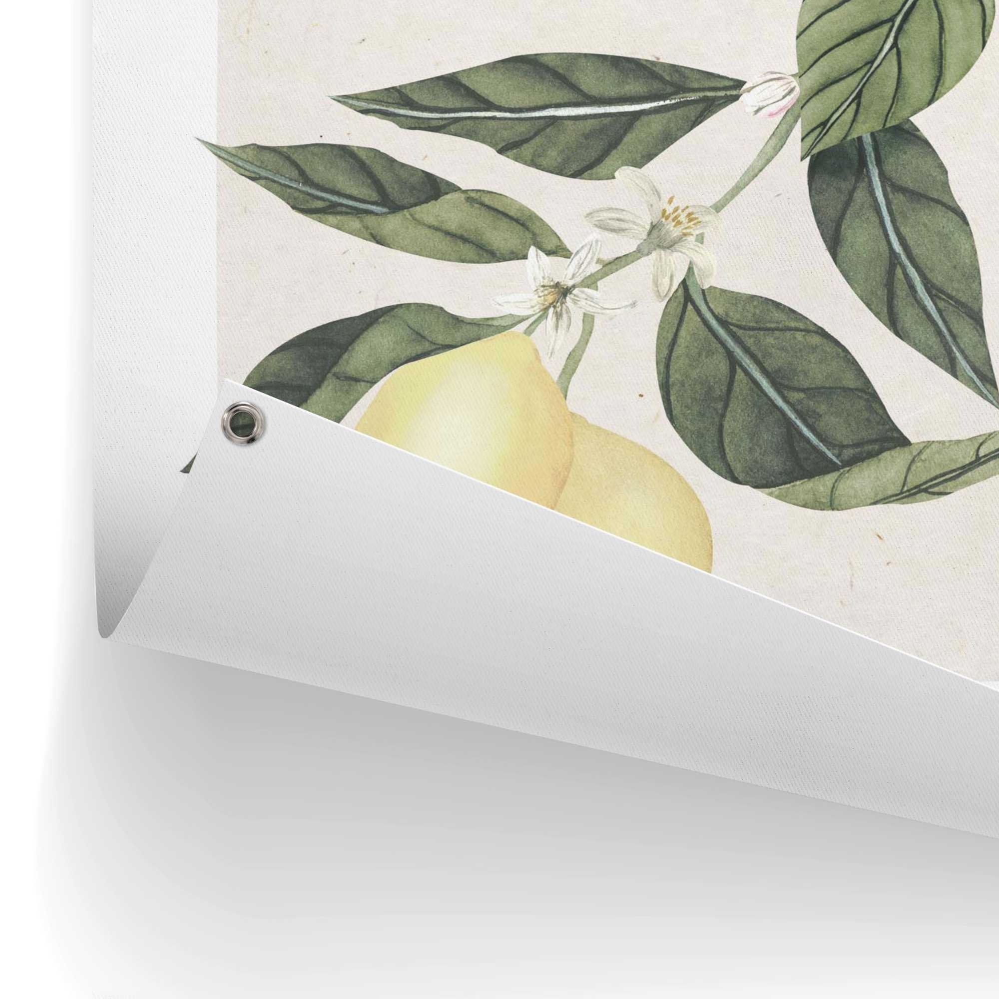 Reinders! Poster REINDERS "Limoni", gelb (farbe bild(er): gelb), B:60cm H:80cm T:0,1cm, Bilder, Poster 3
