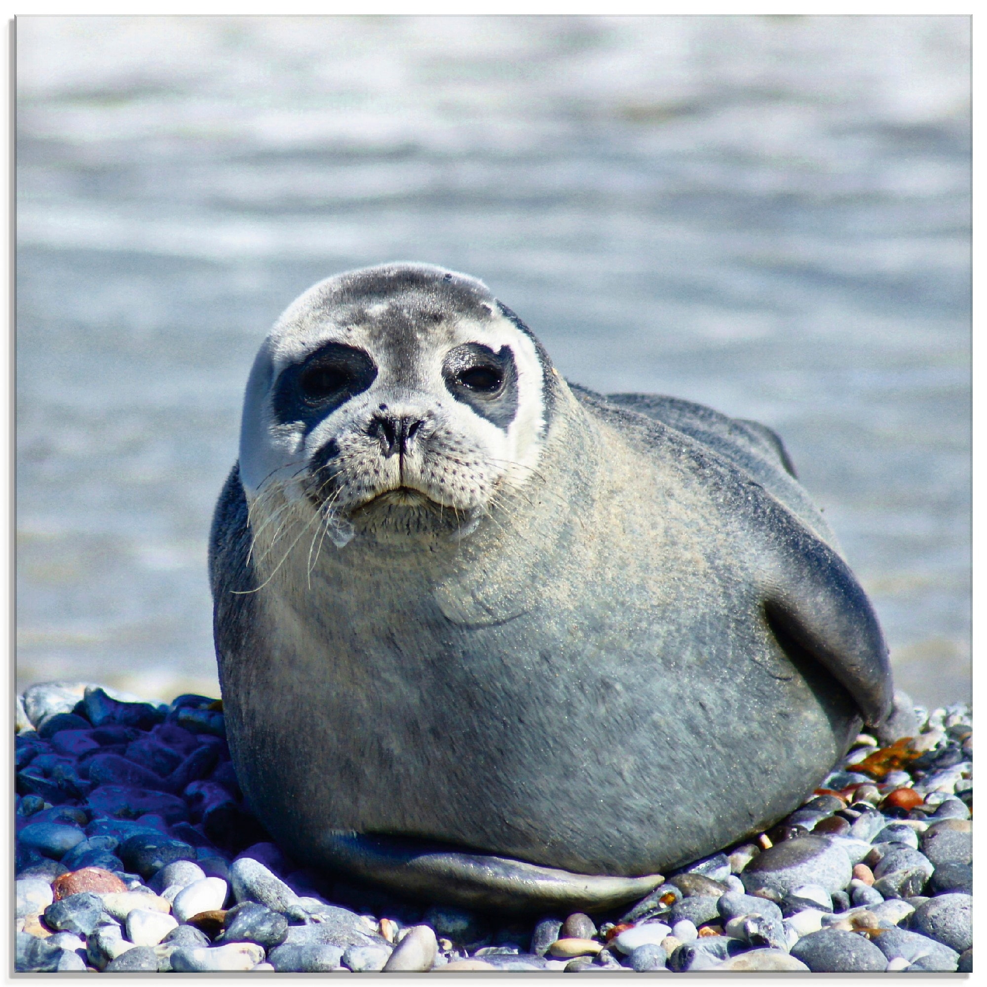 Artland Glasbild "Robbe am Strand von Helgoland", Wassertiere, (1 St.), in verschiedenen Größen