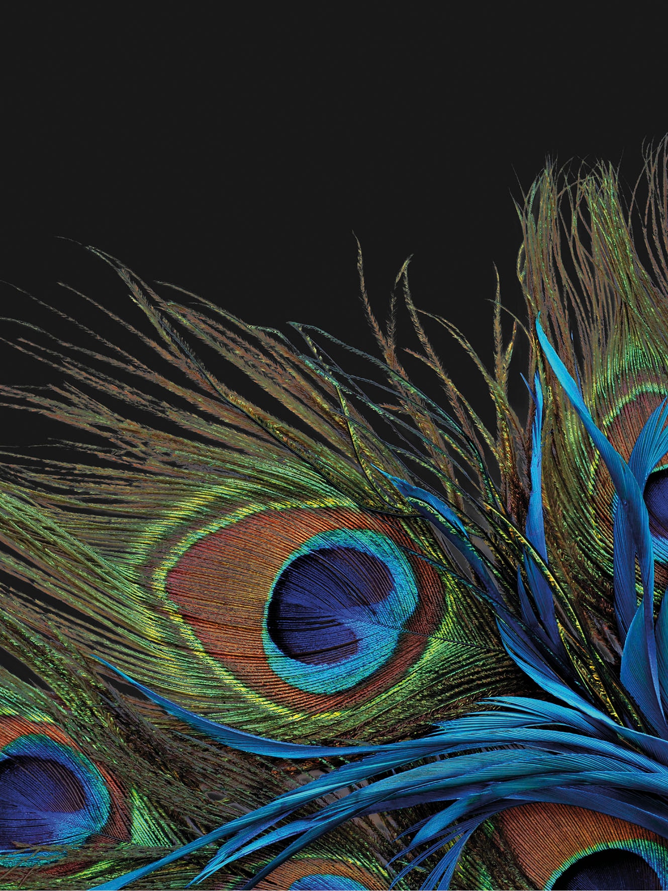 KiNZLER Wohndecke "Mikrofaser Fotodruck "Pfau"" Kuscheldecke, bedruckt, 150 günstig online kaufen