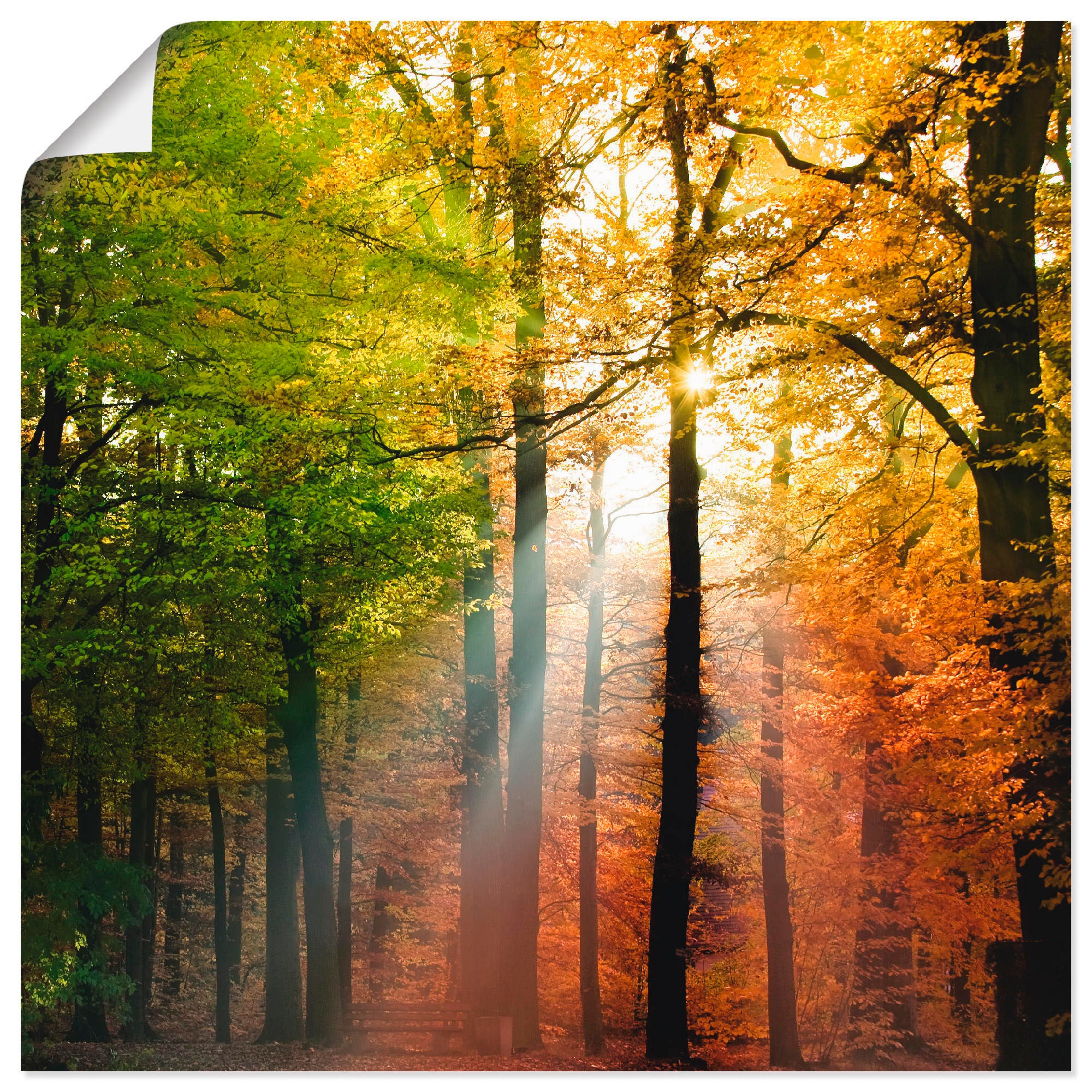 Artland Wandbild "Schöner Herbsttag 2", Wald, (1 St.), als Alubild, Outdoor günstig online kaufen