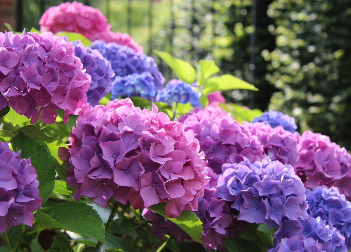 Papermoon "Hydrangea Macrophylla"