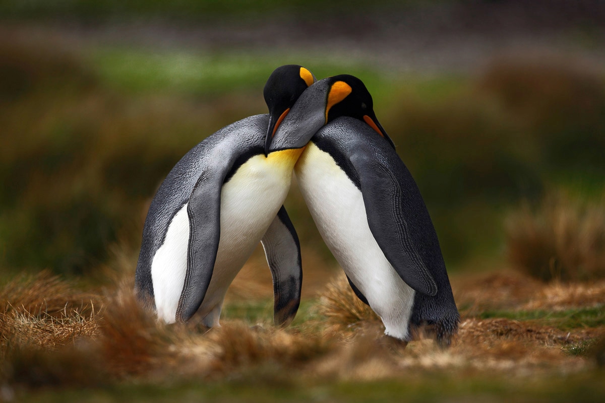 Papermoon 1100000002199 "Pinguine"