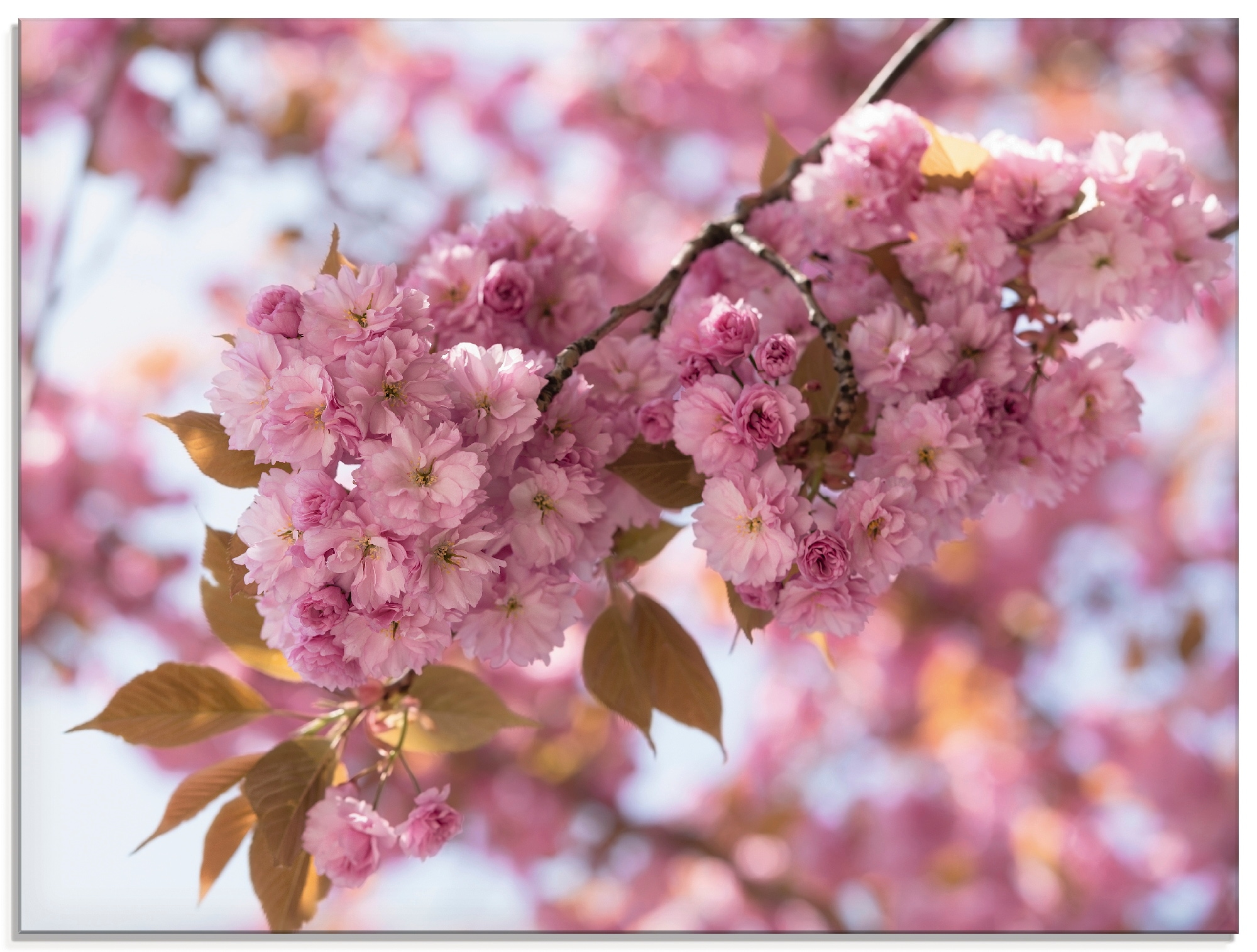 Glasbild »Japanische Kirschblüte in Love I«, Blumen, (1 St.), in verschiedenen Größen