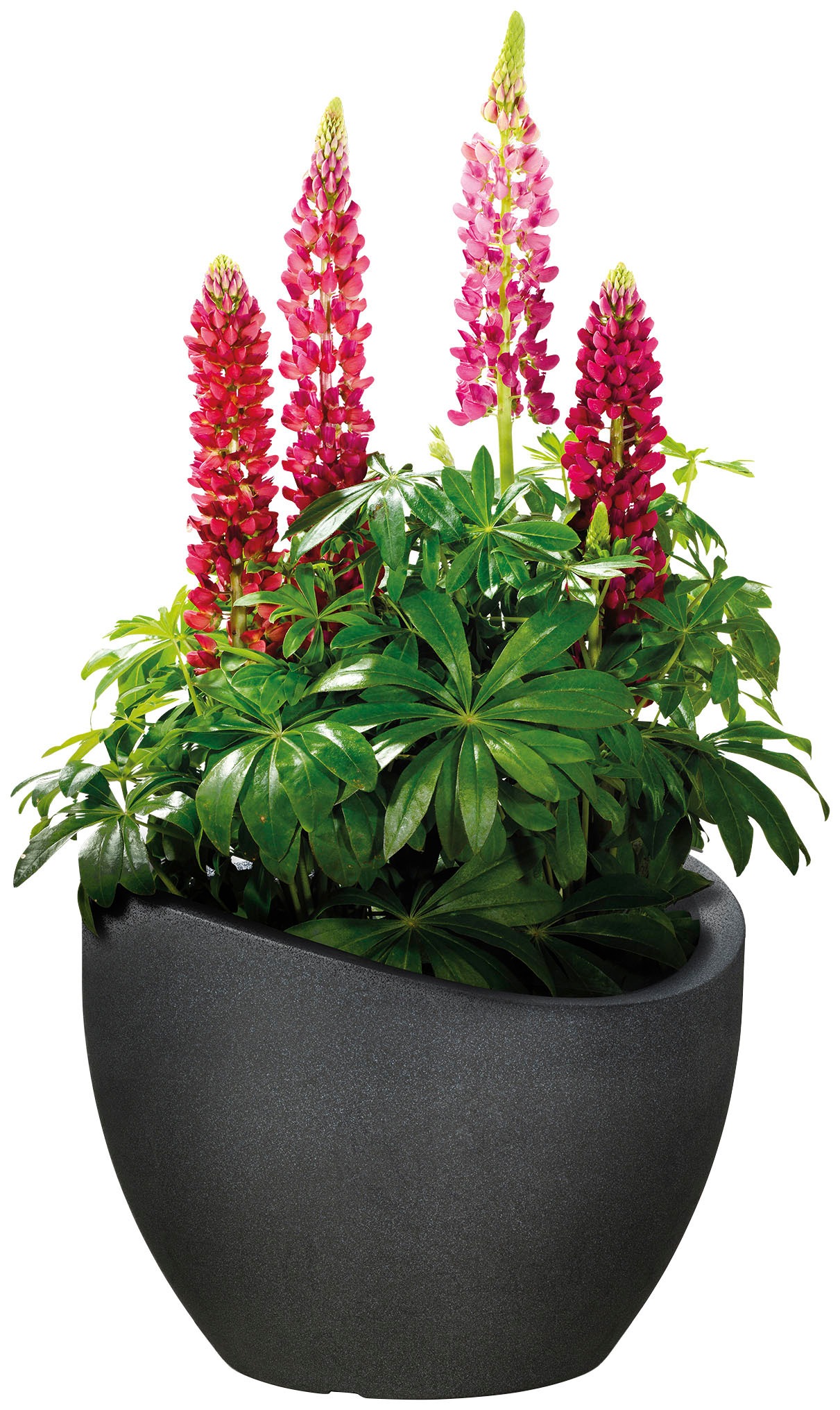 Scheurich Blumentopf »30/250«
