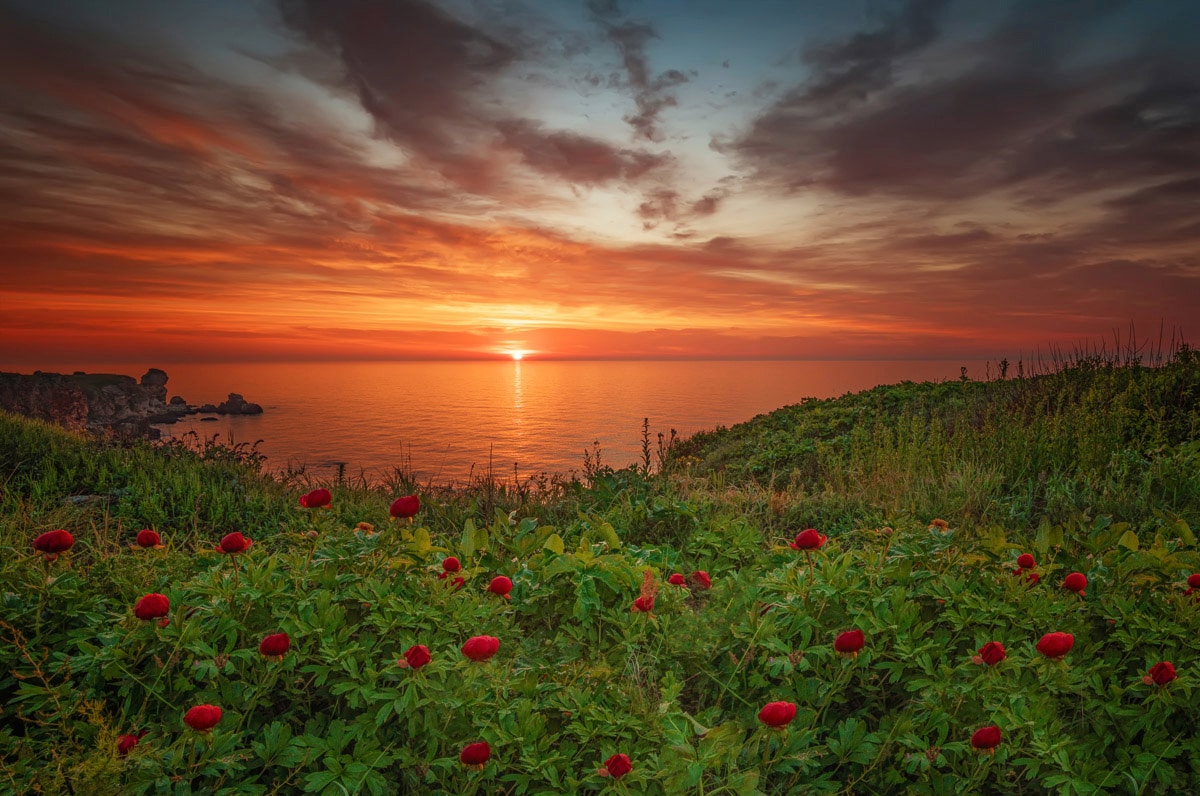 Papermoon Fototapete "Blumenwiese am Meer" günstig online kaufen