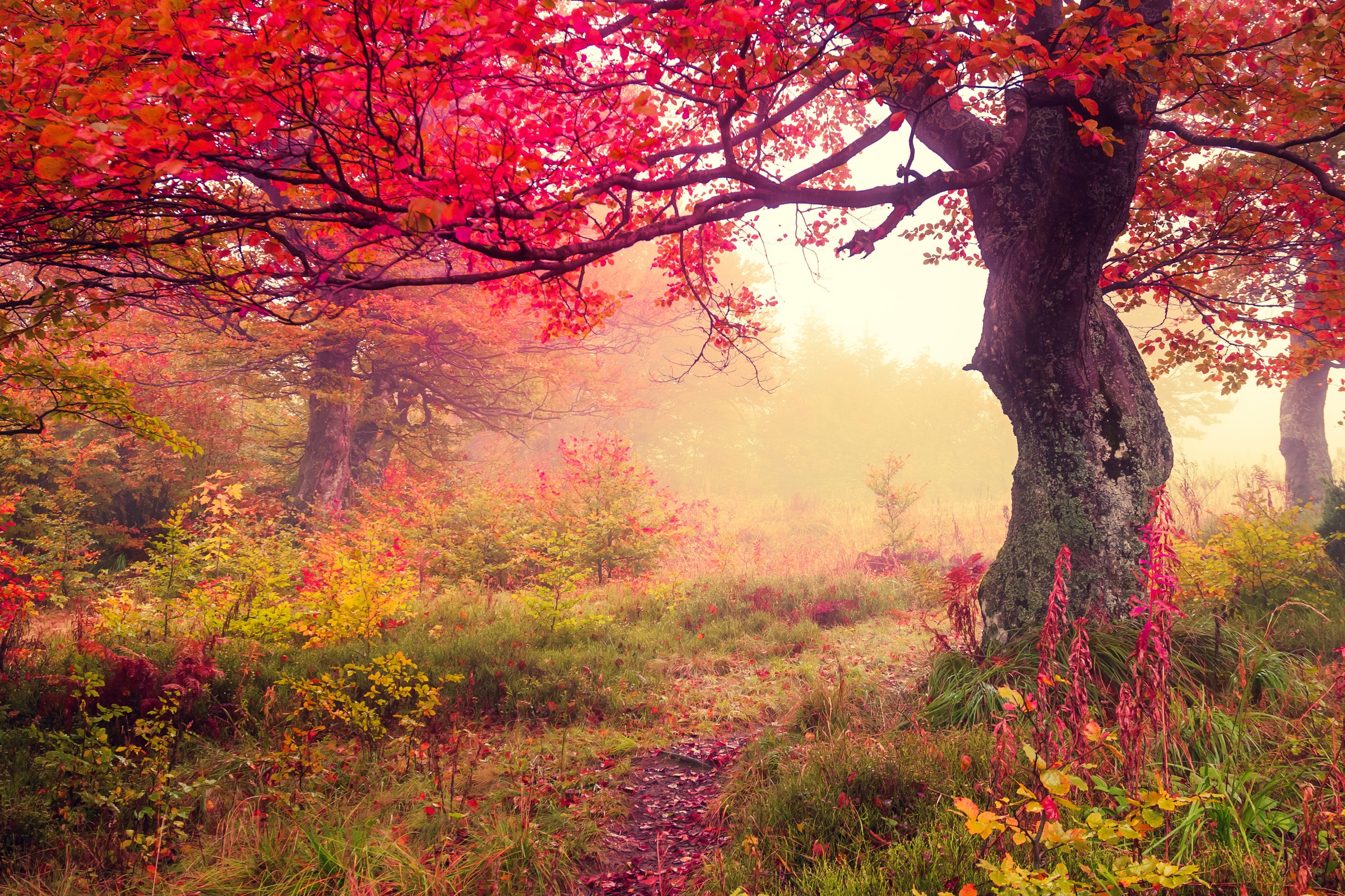 Papermoon Fototapete »Autumn Trees«