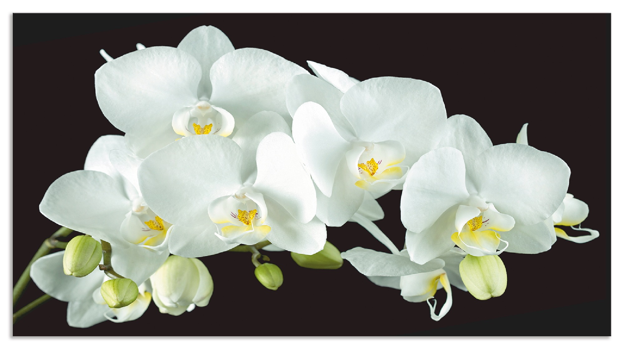 Artland Küchenrückwand »Weiße Orchidee auf schwarzem Hintergrund«, (1 tlg.), Alu Spritzschutz mit Klebeband, einfache Montage