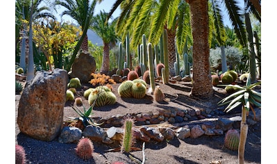 Fototapete »KAKTUS-GARTEN-PFLANZE DEKOR PALMEN NATUR BLÜTE MUSTER«