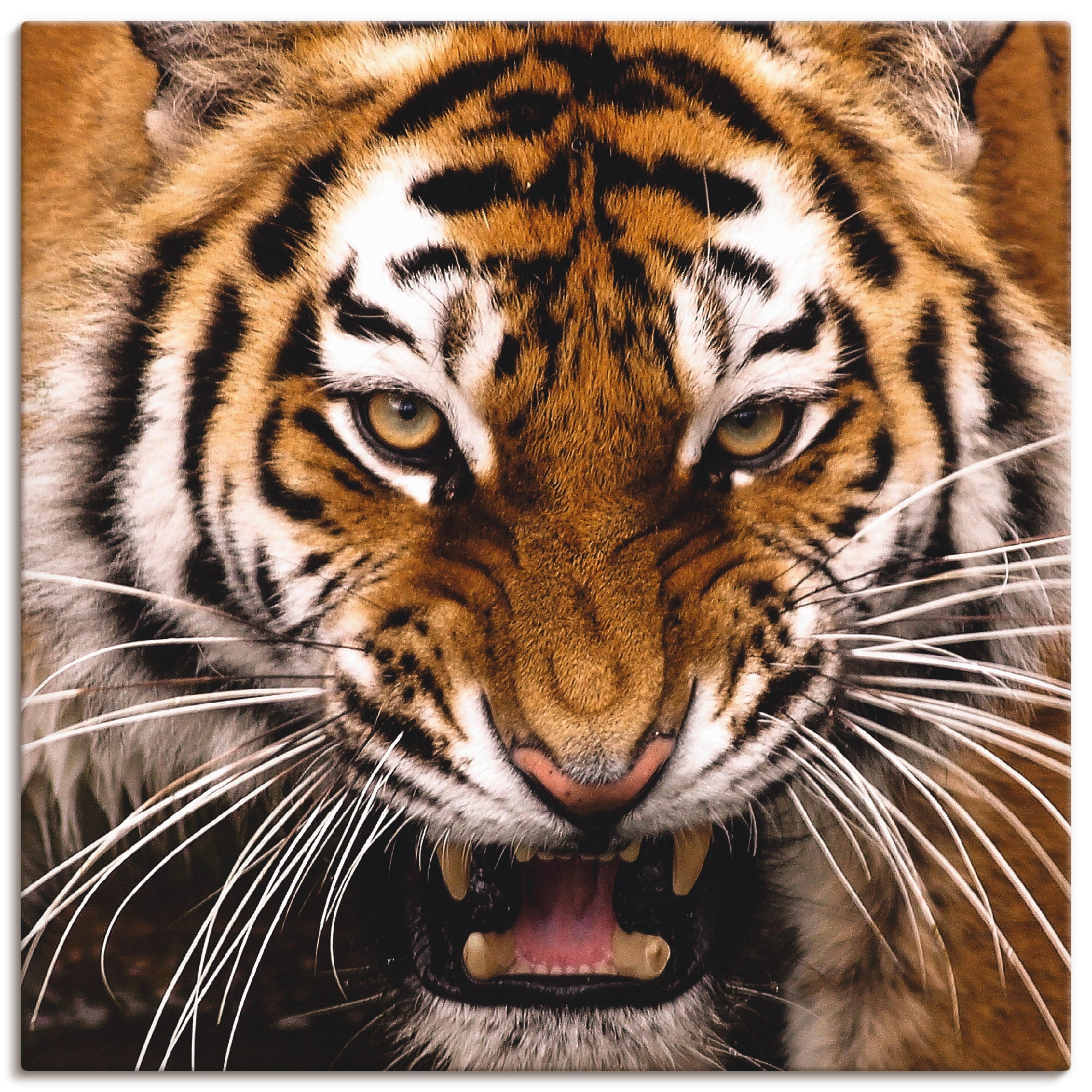 versch. Wildtiere, Kopf«, Größen Leinwandbild, Poster »Tiger (1 in als St.), Artland BAUR Alubild, | Wandbild oder Wandaufkleber kaufen