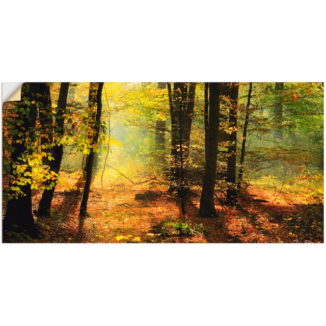 Artland Wandbild »Herbstlicht im Wald«, Wald, (1 St.), als Leinwandbild,  Wandaufkleber oder Poster in versch. Größen kaufen | BAUR