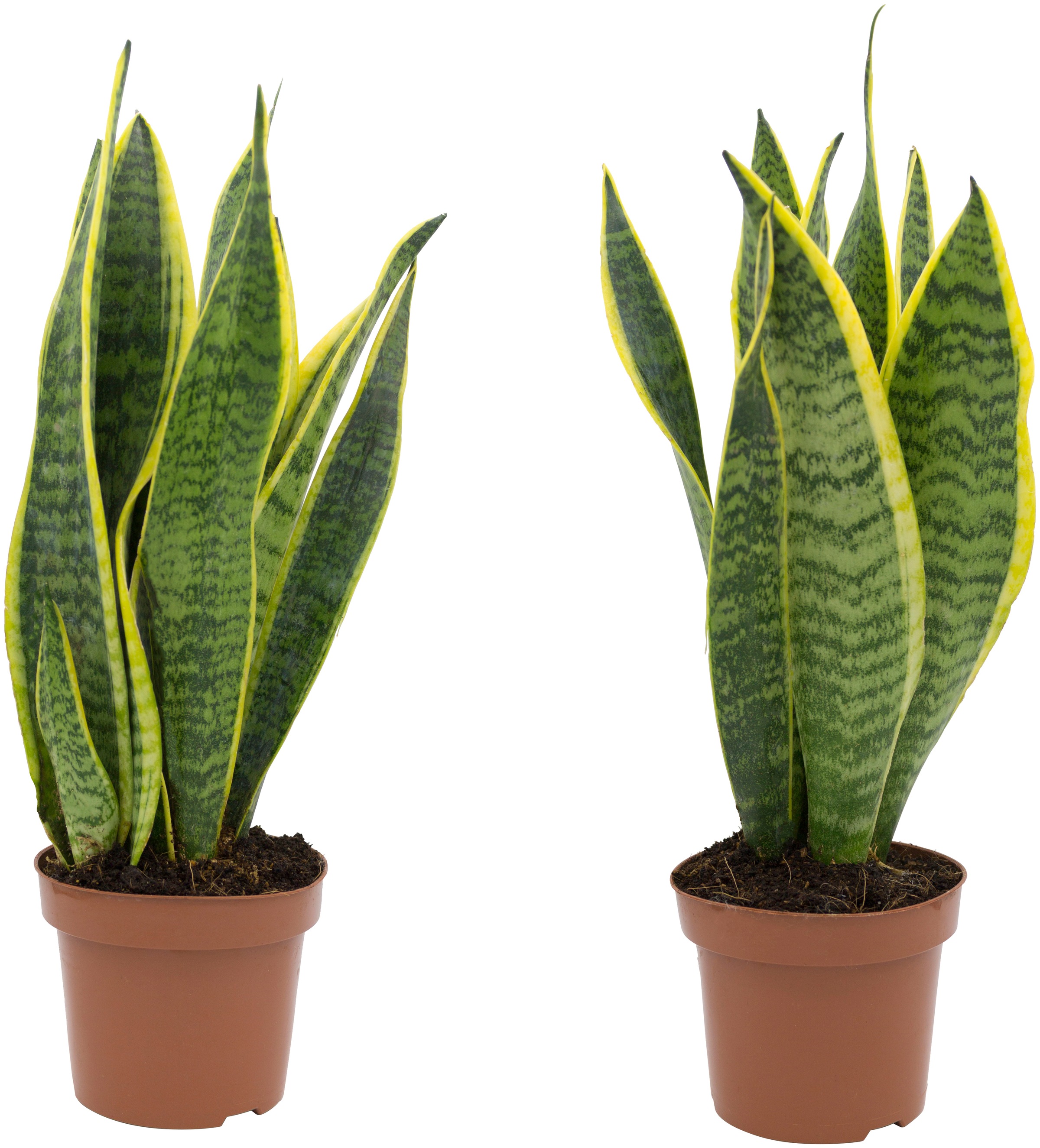 Dominik Zimmerpflanze | Pflanzen (2 St.), »Bogenhanf«, Höhe: 20 2 auf cm, BAUR Rechnung