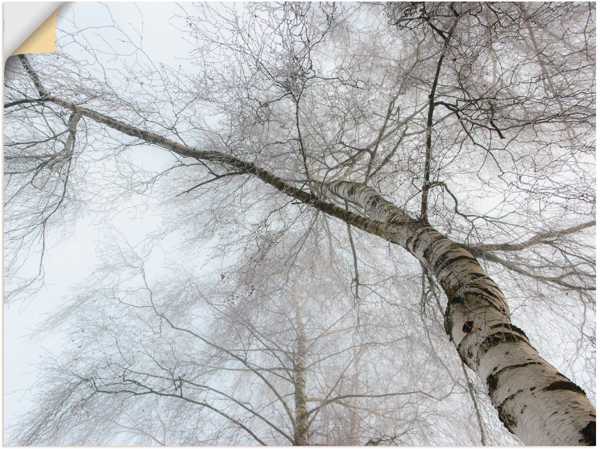 Artland Wandbild »Winter Birke«, Bäume, (1 St.), als Leinwandbild,  Wandaufkleber oder Poster in versch. Größen bestellen | BAUR | Poster